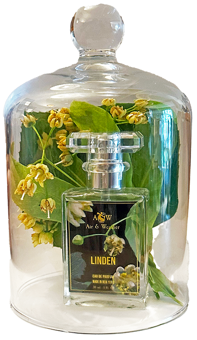 Linden.blljar.nobg A 30 ml/1 fl. oz. bottle of Air & Weather's Linden perfume tucked inside a glass bell jar with a sprig of blooming linden blossoms.