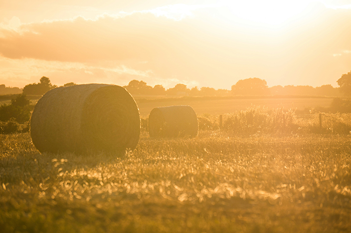 haybalesbg A golden field dotted with large hay bales.