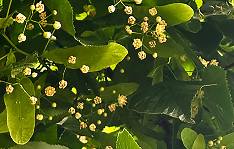 perfectlinden.cropA Air & Weather Perfume's photo of blooming yellow linden blossoms.