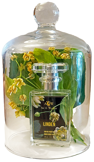A 30 ml/1 fl. oz. bottle of Air & Weather's Linden perfume tucked inside a glass bell jar with a sprig of blooming linden blossoms.