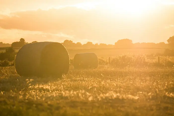 A golden field dotted with large hay bales.