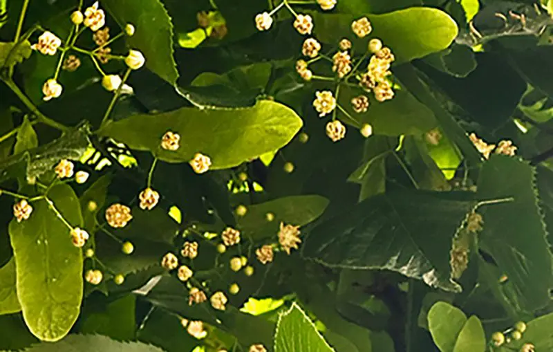 Air & Weather Perfume's photo of blooming yellow linden blossoms.