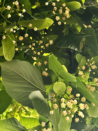 Air & Weather's photo of blooming linden blossoms.